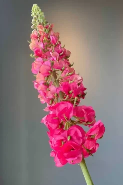 Pip Studio Kunstbloemen<Pip Kunstbloemen Sunset Kiss